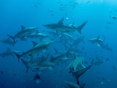 Clearwater-Beach-Fishing-Charter-2-1-q29a731231logqc8ngcceq8zwf6hlue58eji2c40jc