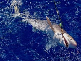 Clearwater-Beach-Fishing